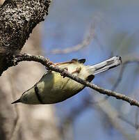 Apalis à collier