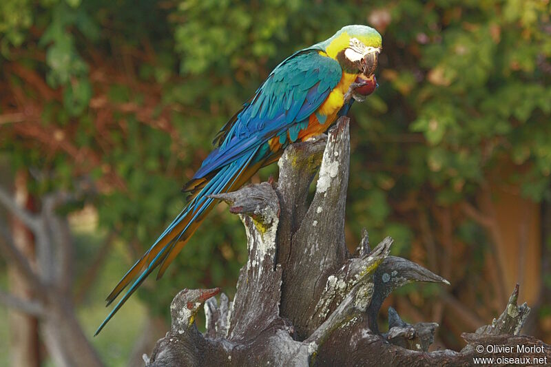 Blue-and-yellow Macaw