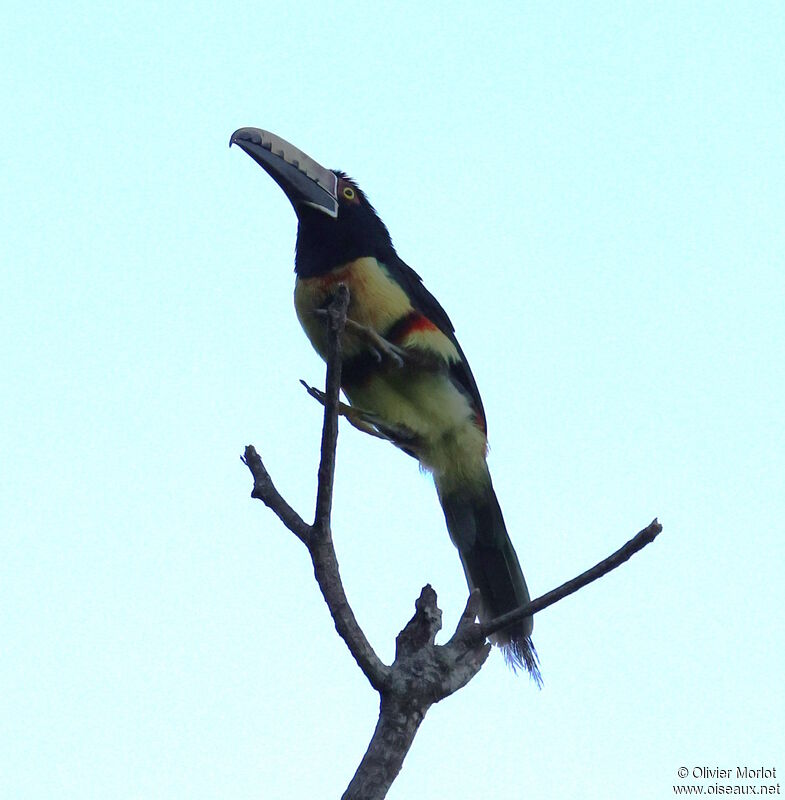 Collared Aracari