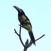 Collared Aracari