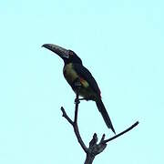 Collared Aracari