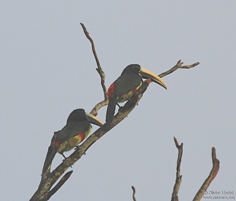 Black-necked Aracari