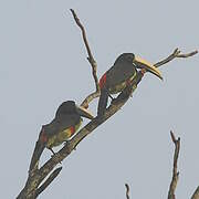 Black-necked Aracari