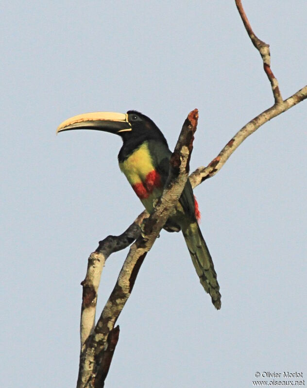 Black-necked Aracari