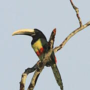 Black-necked Aracari