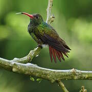 Rufous-tailed Hummingbird