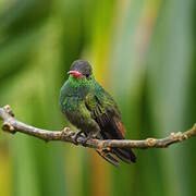 Rufous-tailed Hummingbird