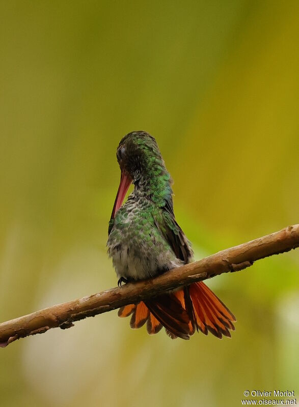 Rufous-tailed Hummingbird