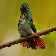 Rufous-tailed Hummingbird