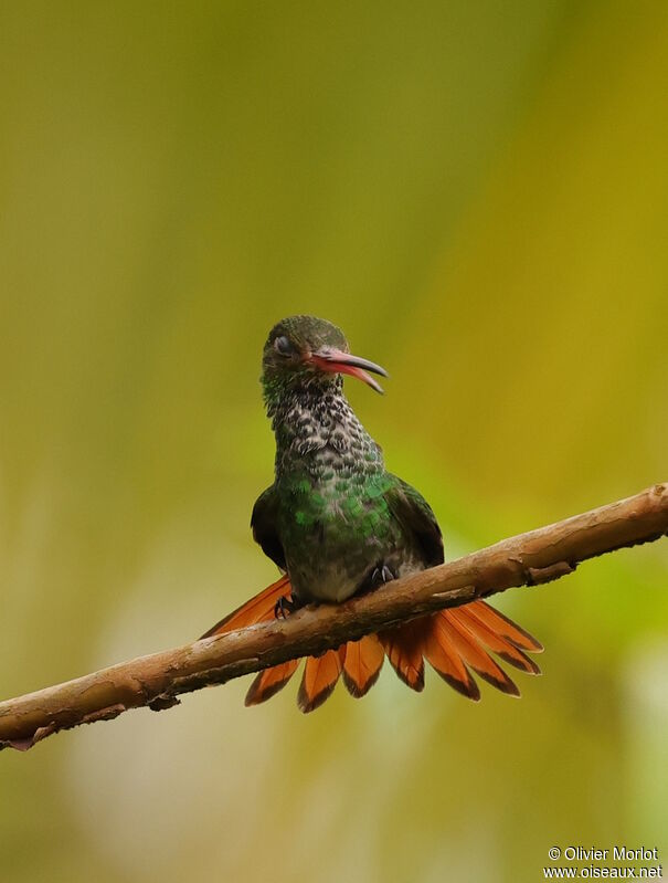 Rufous-tailed Hummingbird