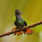 Rufous-tailed Hummingbird