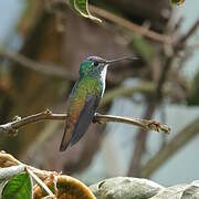 Andean Emerald