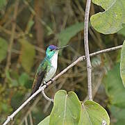 Andean Emerald