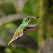 Andean Emerald