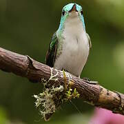 Andean Emerald