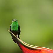 Steely-vented Hummingbird