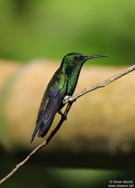 Steely-vented Hummingbird