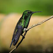 Steely-vented Hummingbird