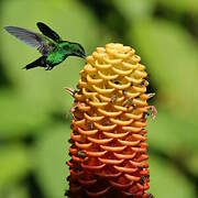 Steely-vented Hummingbird