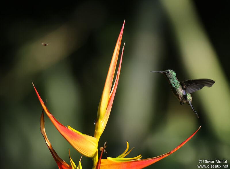 Steely-vented Hummingbird