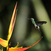 Steely-vented Hummingbird