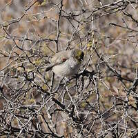 Auripare verdin