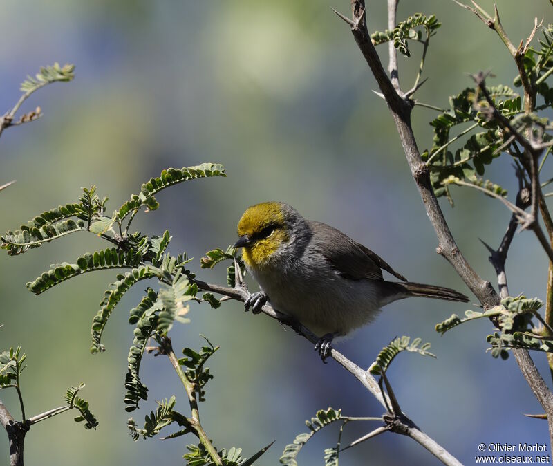 Auripare verdin