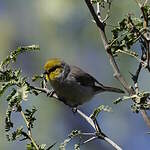 Auripare verdin