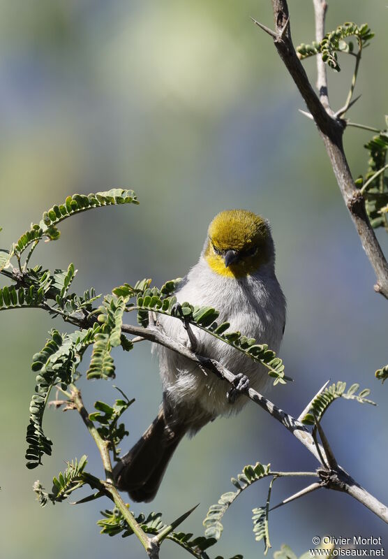 Auripare verdin