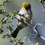 Auripare verdin