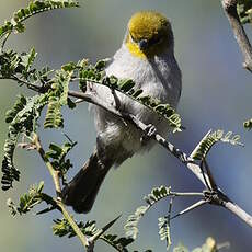 Auripare verdin