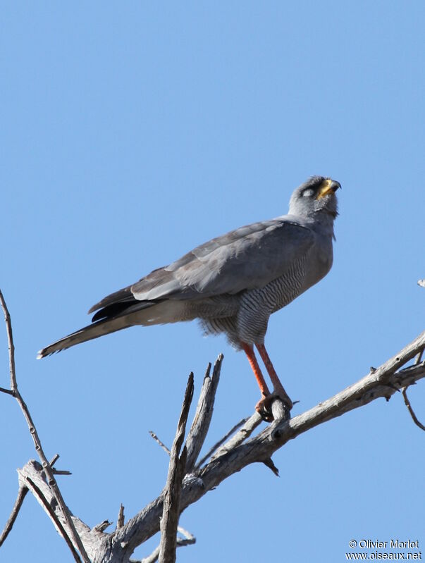 Eastern Chanting Goshawk