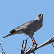 Eastern Chanting Goshawk