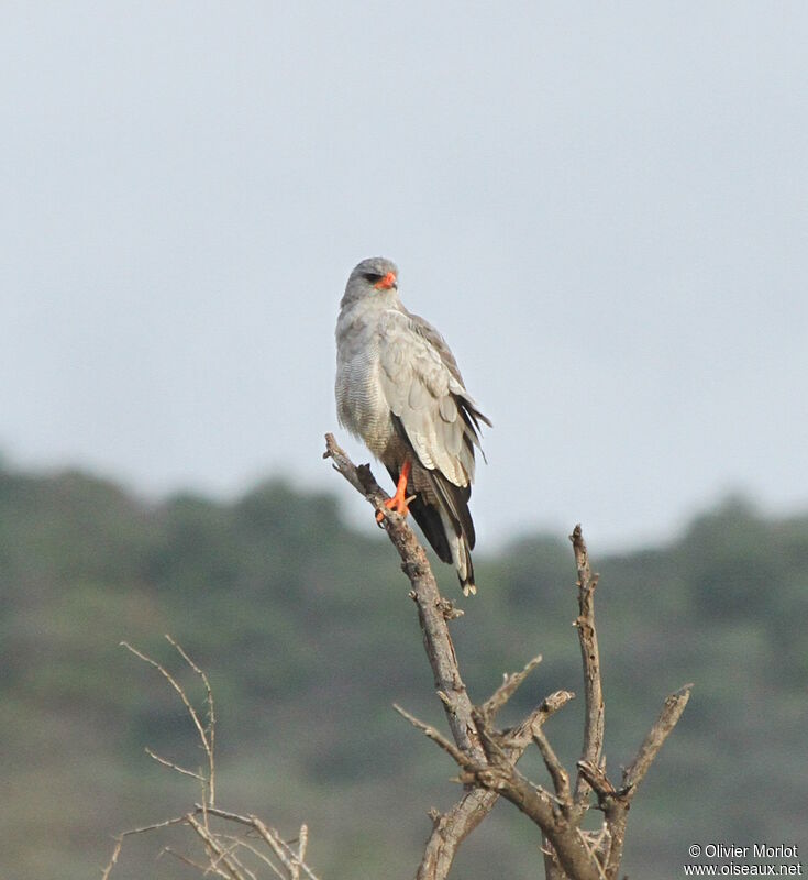 Pale Chanting Goshawk