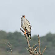 Pale Chanting Goshawk