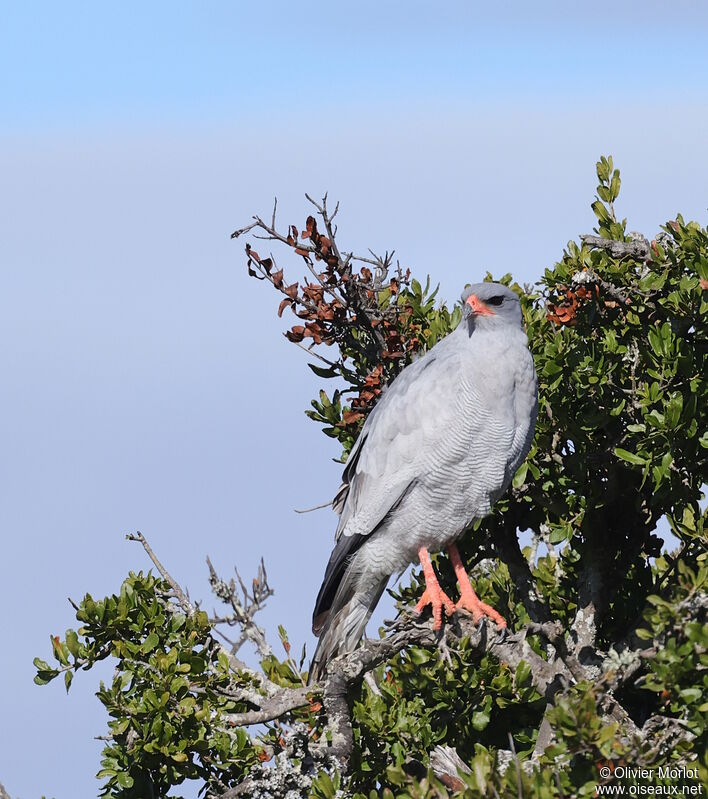 Pale Chanting Goshawk