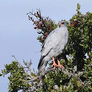 Pale Chanting Goshawk