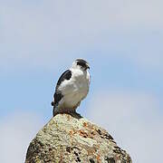 Black Sparrowhawk