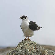 Black Sparrowhawk