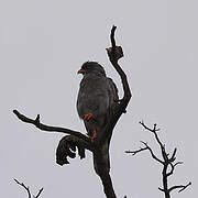 Dark Chanting Goshawk