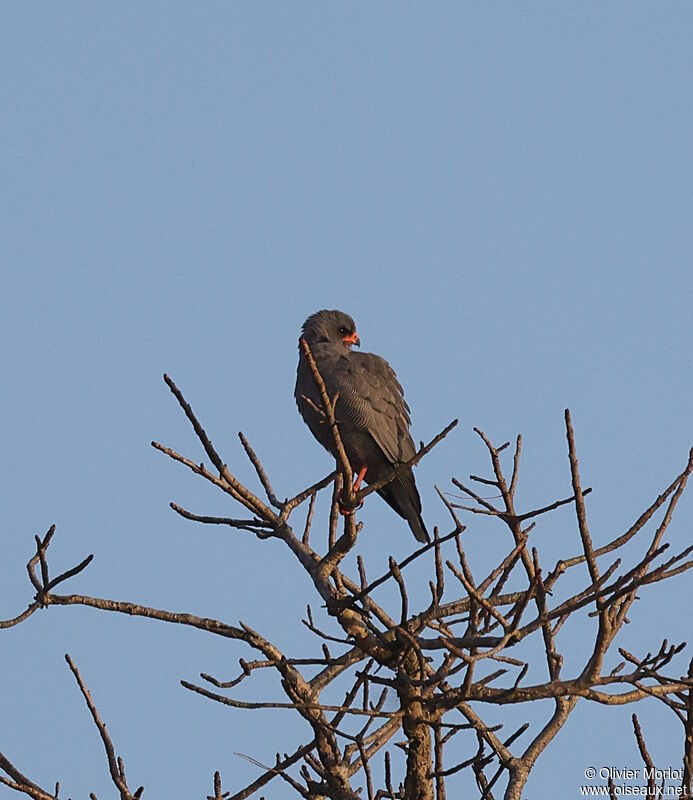 Dark Chanting Goshawk