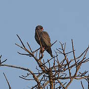 Dark Chanting Goshawk