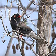 Retz's Helmetshrike