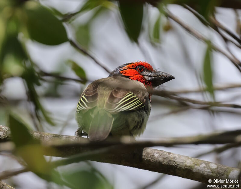 Black-collared Barbet