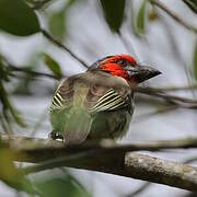 Black-collared Barbet