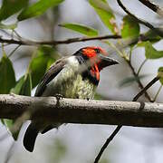 Black-collared Barbet