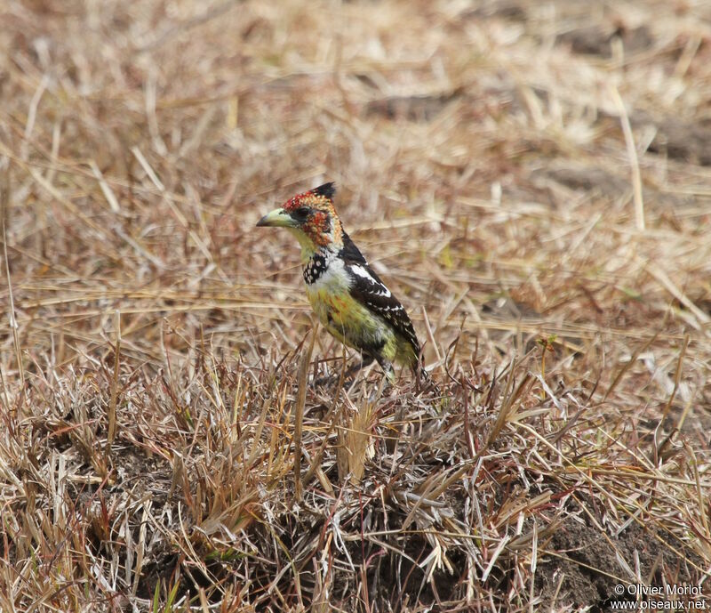 Crested Barbet