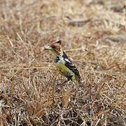 Crested Barbet