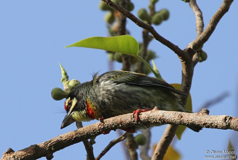 Barbu à plastron rouge