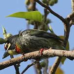 Barbu à plastron rouge